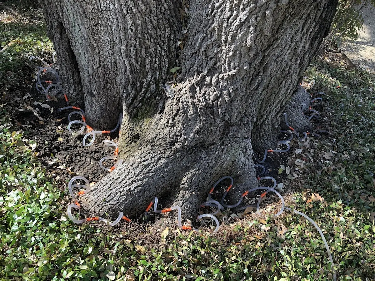 Detailed Tree Cabling and Bracing job site in Patrick