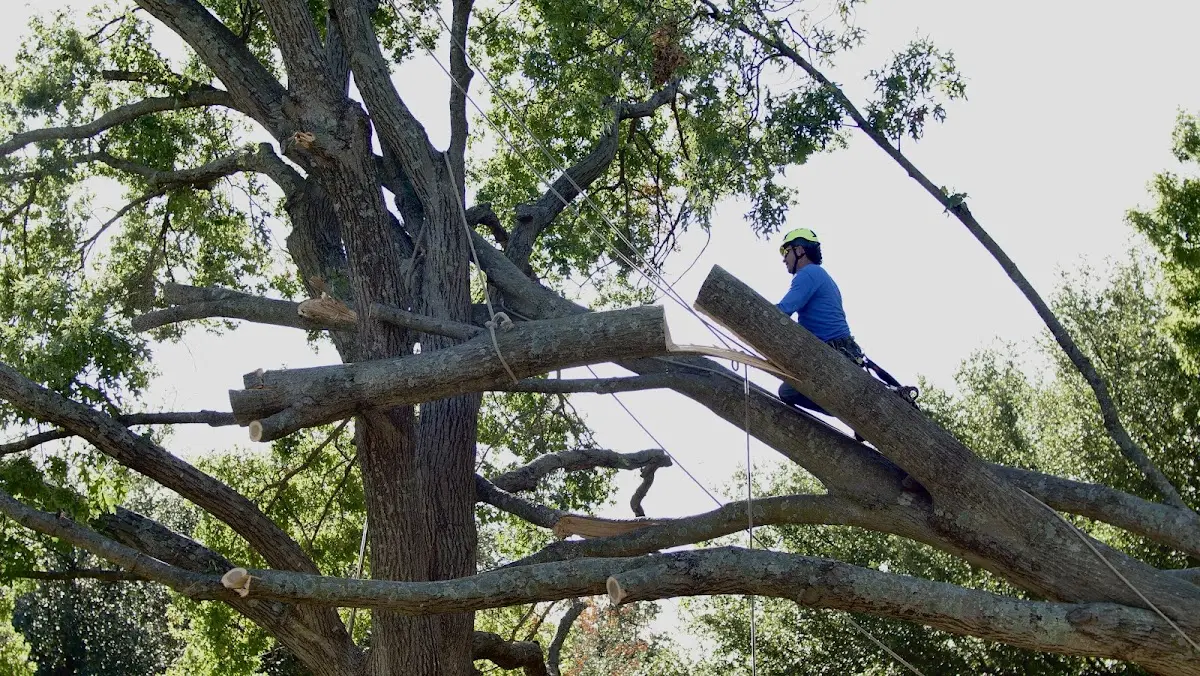 Professional Hazardous Tree Removal performed by certified arborists in Patrick